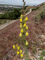 Linaria dalmatica