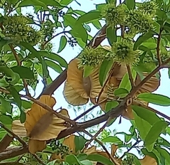Combretum zeyheri