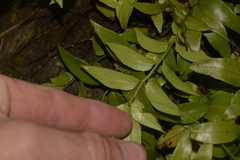 Arthropteris tenella