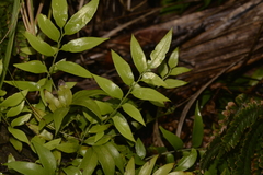 Arthropteris tenella