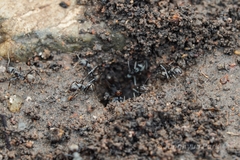 Iridomyrmex anceps