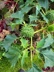 Datura stramonium