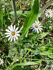 Dimorphotheca pluvialis