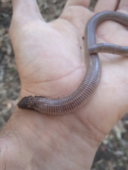 Amphisbaena darwinii