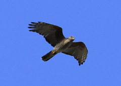 Aviceda cuculoides verreauxii