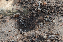 Iridomyrmex anceps