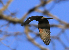 Aviceda cuculoides verreauxii