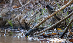 Hypsipetes madagascariensis