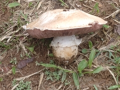 Agaricus