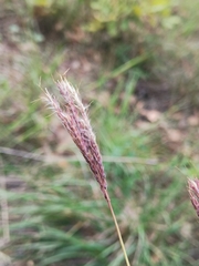 Bothriochloa ischaemum