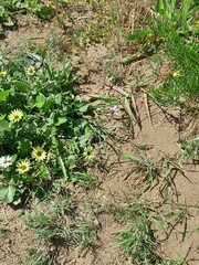 Arctotheca calendula
