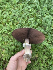 Agaricus augustus