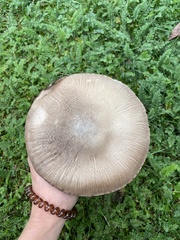 Agaricus augustus