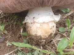 Agaricus