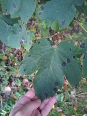 Acer pseudoplatanus