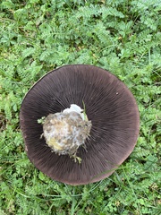 Agaricus augustus