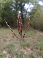 Bothriochloa ischaemum