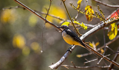 Motacilla flaviventris