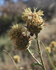 Centaurea centauroides