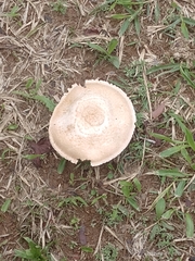 Agaricus