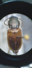 Anisodactylus sanctaecrucis