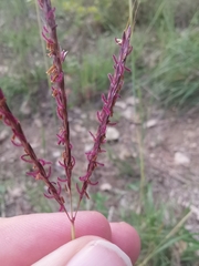 Bothriochloa ischaemum