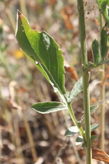 Centaurea centauroides
