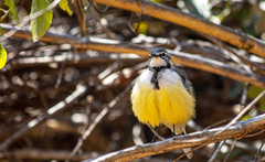 Motacilla flaviventris