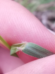 Bothriochloa ischaemum