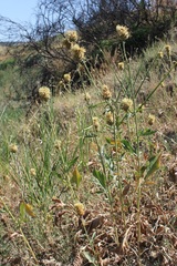 Centaurea centauroides