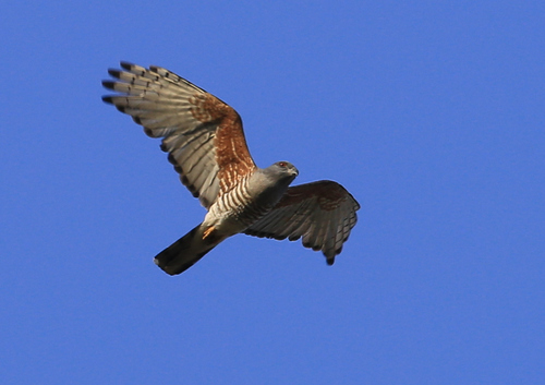 African Cuckoo-Hawk