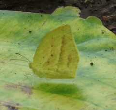 Eurema laeta