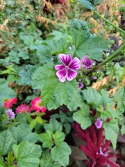 Malva sylvestris