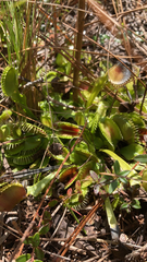 Dionaea muscipula