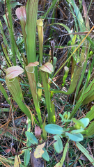 Sarracenia rubra
