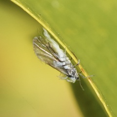 Phyllaphis fagi
