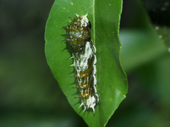 Papilio aegeus