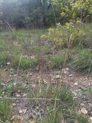 Bothriochloa ischaemum
