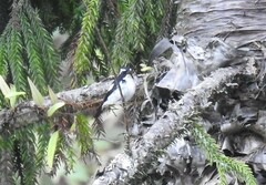 Ficedula westermanni