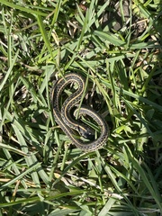 Thamnophis radix