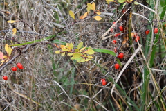 Berberis thunbergii