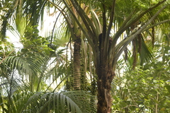 Sphaeropteris robusta