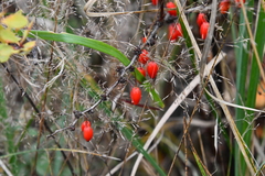 Berberis thunbergii
