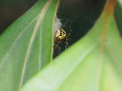 Araneus albotriangulus