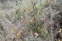 Berberis thunbergii