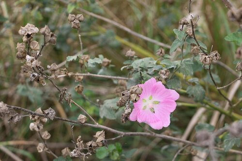 Malva thuringiaca, photograph 6
