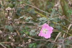 Malva thuringiaca, photograph Юрий Данилевский (Yuriy Danilevsky), CC BY, iNaturalist via GBIF