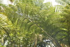 Sphaeropteris robusta