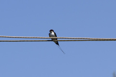 Hirundo smithii