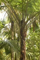 Sphaeropteris robusta